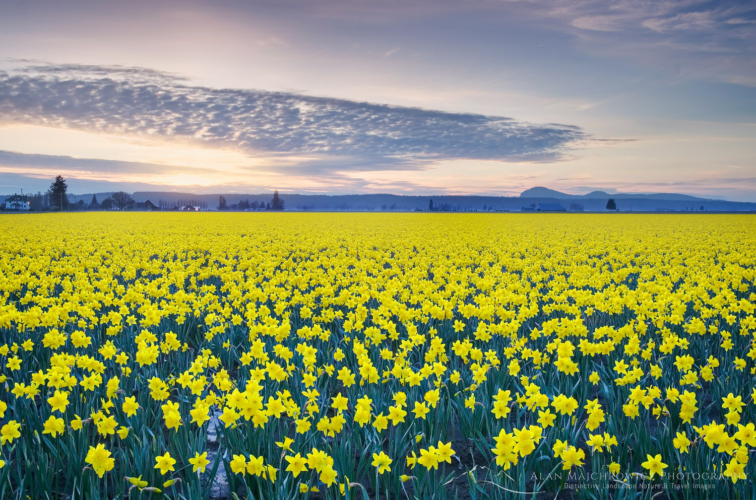 Skagit Valley Daffodils Snow Geese spring Pacific Northwest