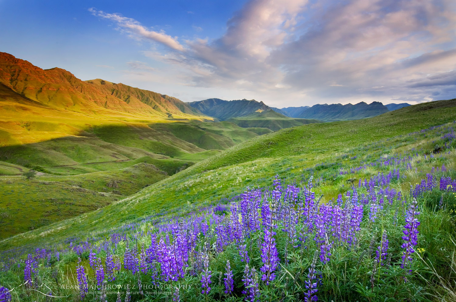 Imnaha Canyon wildflowers Oregon Imnaha Canyon wildflowers Oregon
