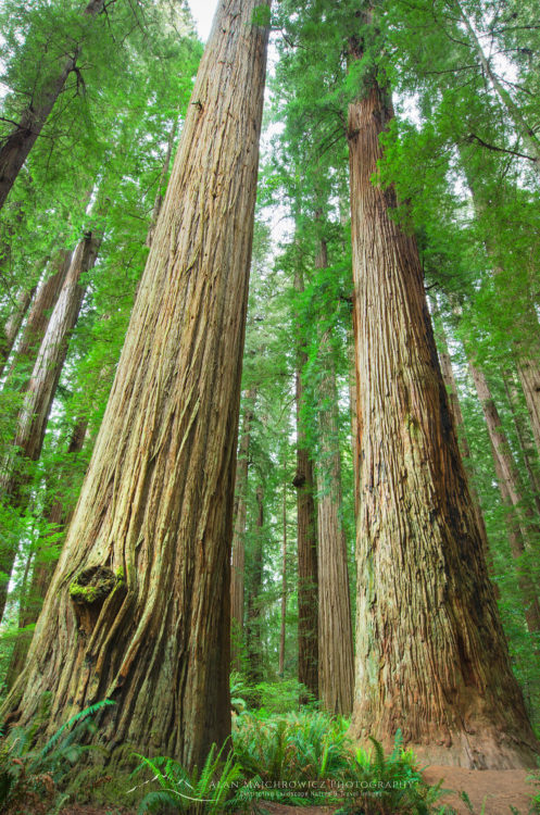 Redwood forest California Redwood forest California