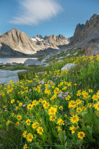 Titcomb Basin wildflowers Wind River Range Wyoming